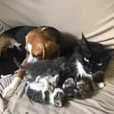 @helpmeplease_mycatissick