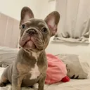 @diablo.the.french