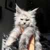 blackdiamondmainecoons