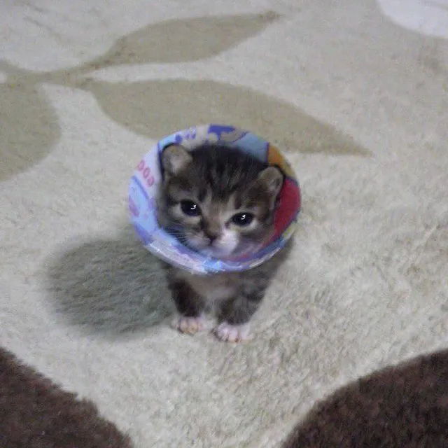 sardelka2011