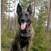 dutch_lab_stories