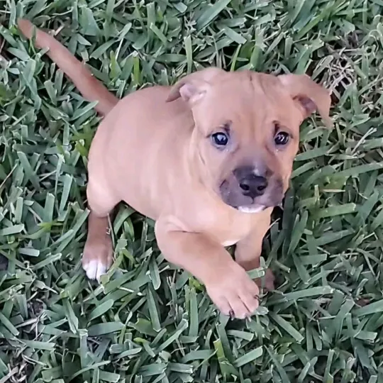 kanethefriendliestpit
