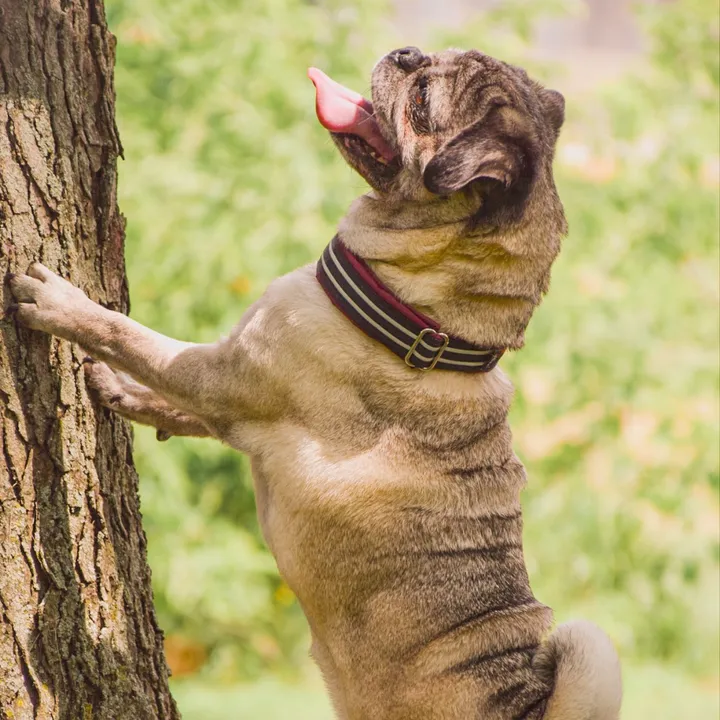michigan.pug.mugsy