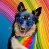 sitpawsgo