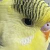 zuesthebudgie