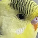 @zuesthebudgie
