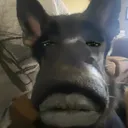 @da_bhris