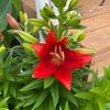 ansleysgarden