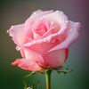lavidaenrosa26