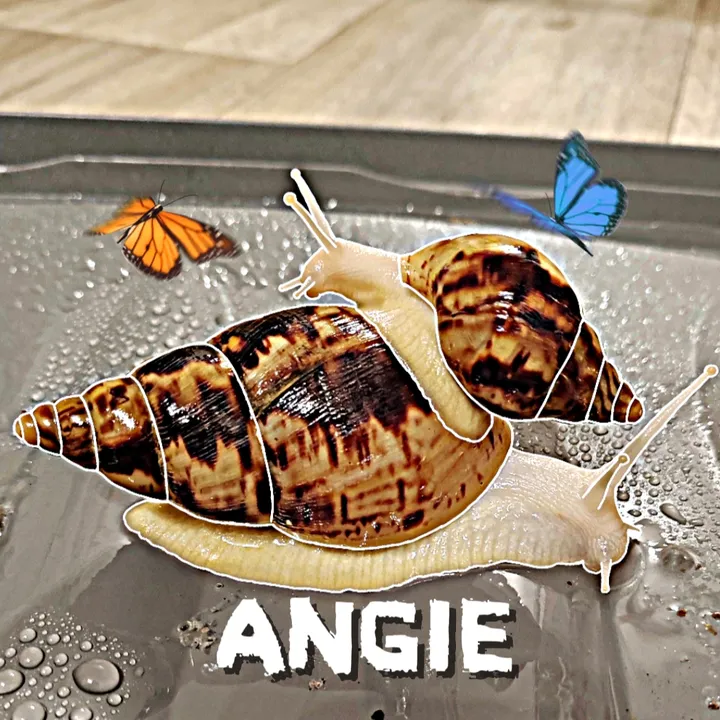 @angie18345