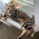 @cleochanelthebengal