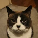 @justagirlandhercatzelda