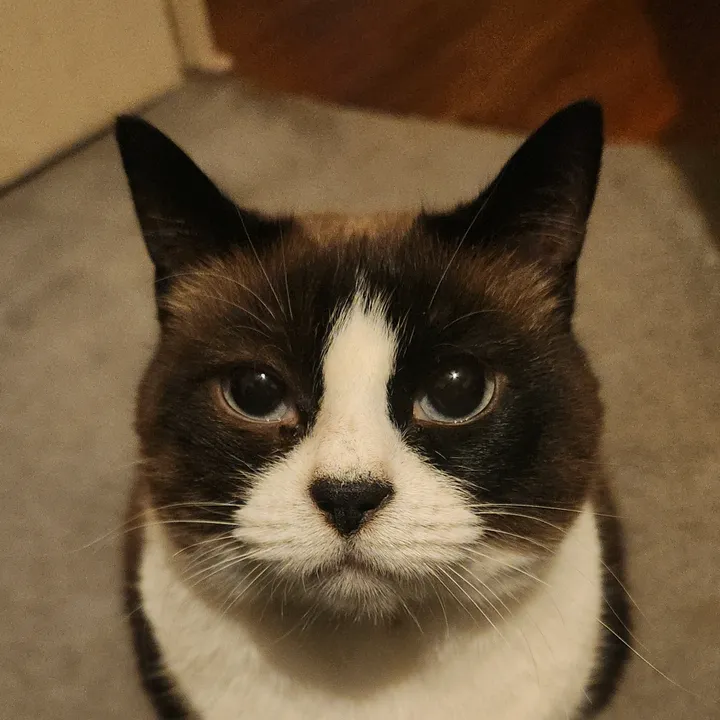 justagirlandhercatzelda