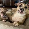 quincy.and.clover
