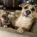 @quincy.and.clover