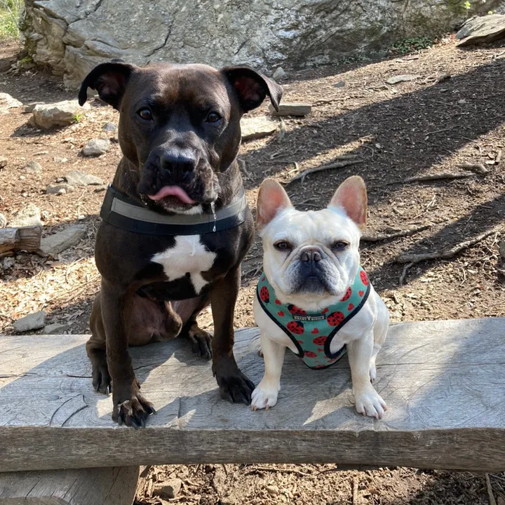 pawsontrailsct