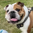 @stubbythebulldog