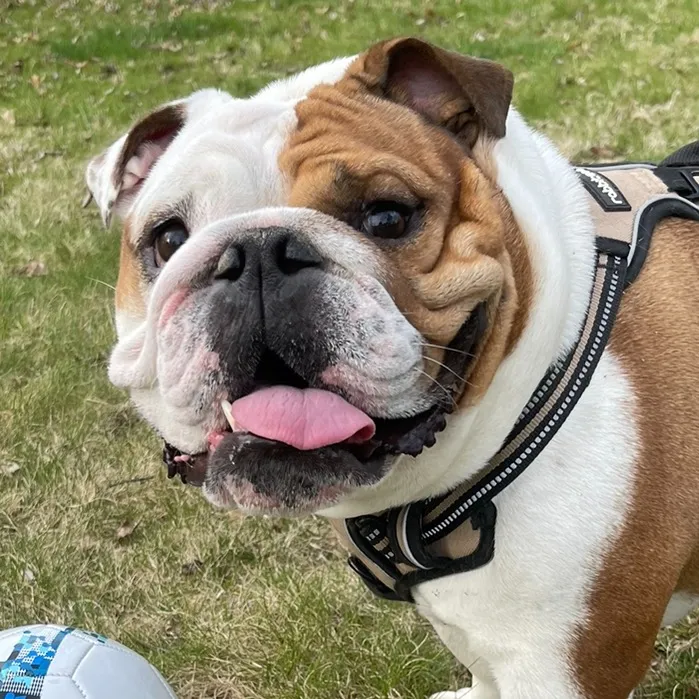 @stubbythebulldog