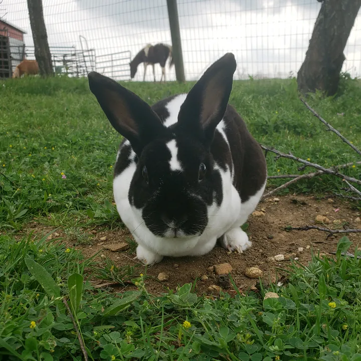 tots.rabbits