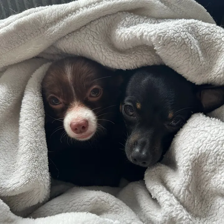 chihuahua.love__