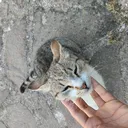 @12azmir