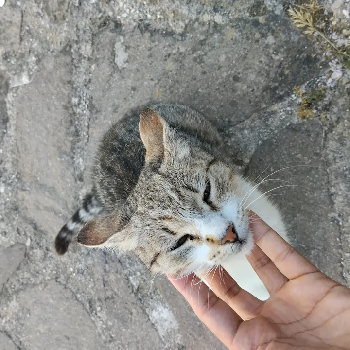 12azmir