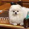 umka.novosti