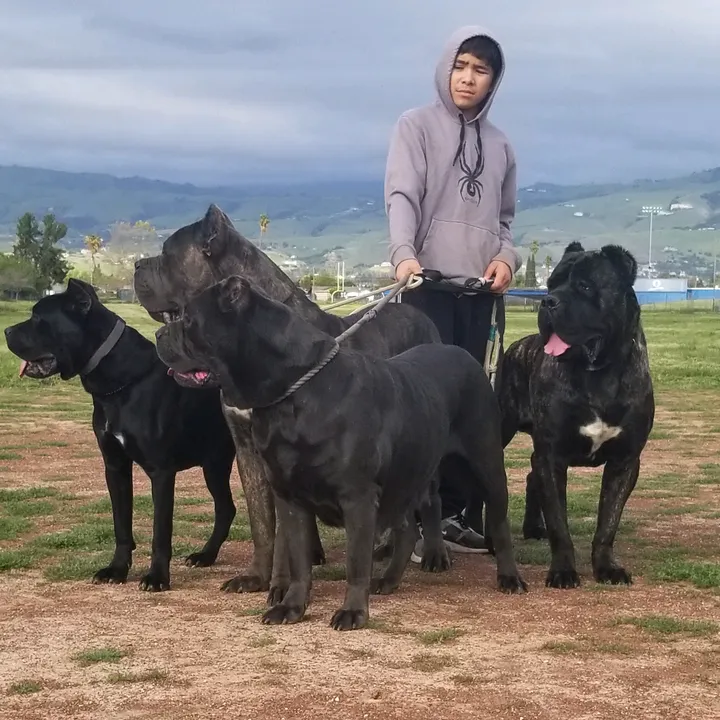 versace_canecorso