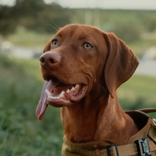 bristonthevizsla