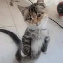 @meowconcept