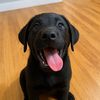 dennistheblacklab