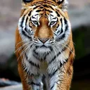 @a5958220