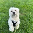 @thorthehavanese