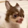 techno.chihuahua