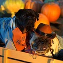 @thatonepugbenji
