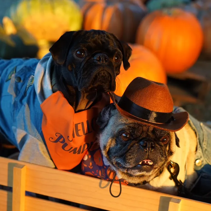 thatonepugbenji