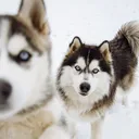 @kexthehusky