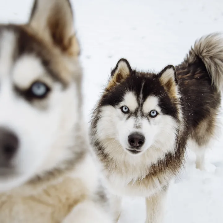 kexthehusky
