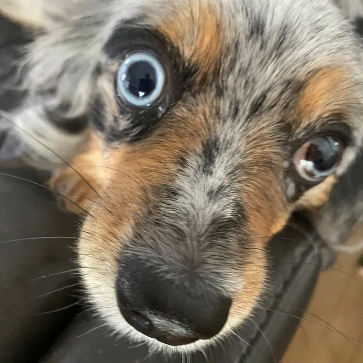 leviothy