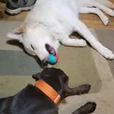 @workingdog._.servicedog