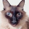lorenzothecat