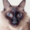 @lorenzothecat