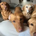@riothebigreddog