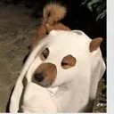 @sarahannthegremlin