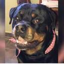 @chacho_rotti