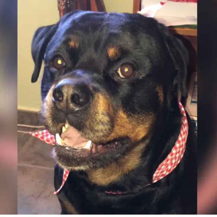 chacho_rotti