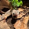 myleighs.exotics