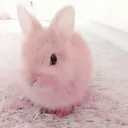 @malwitkaszefcio