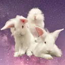 @the.bunningtons