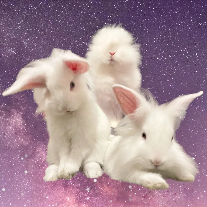 the.bunningtons